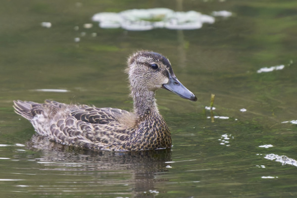 Blue-winged Teal