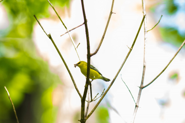 Blue-winged Warbler