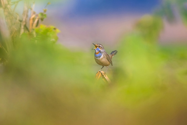 Bluethroat