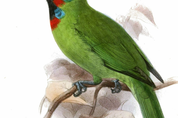 Blyth's brown hornbill