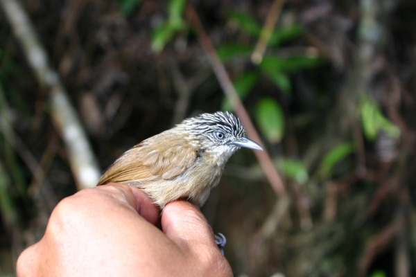 Blyth's frogmouth