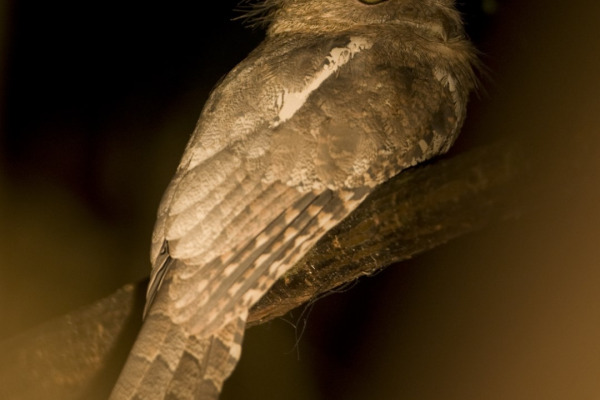 Blyth's Frogmouth