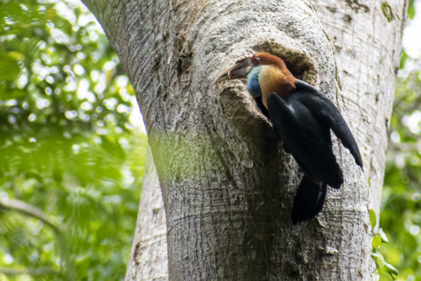 Blyth's hornbill