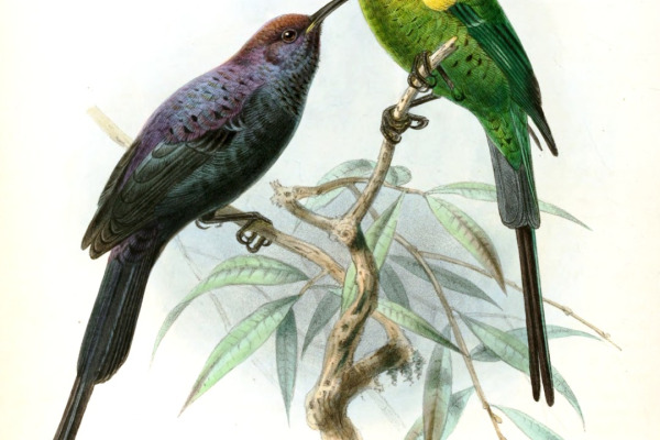 Bocage's Sunbird