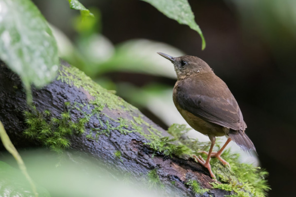 Bocage's Wagtail