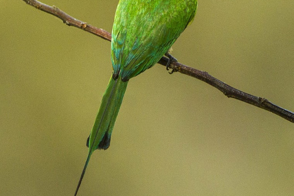 Boehm's Bee-eater