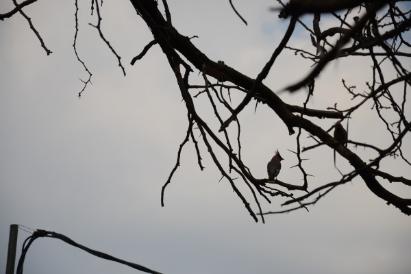 Bohemian Waxwing