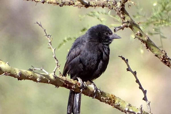 Bolivian Blackbird