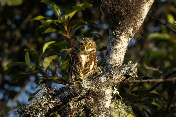 Bolivian pygmy owl