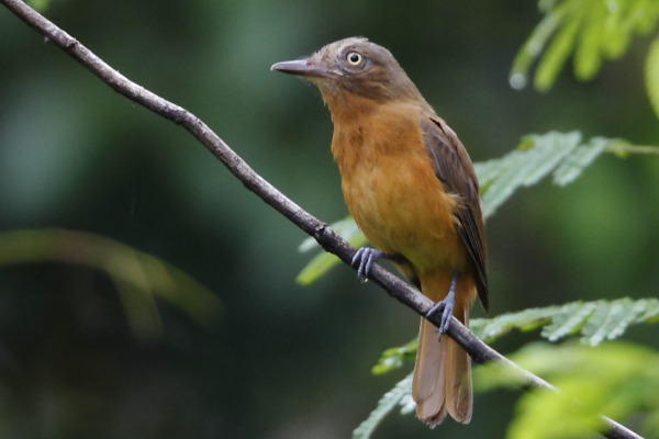 Bolivian tyrannulet