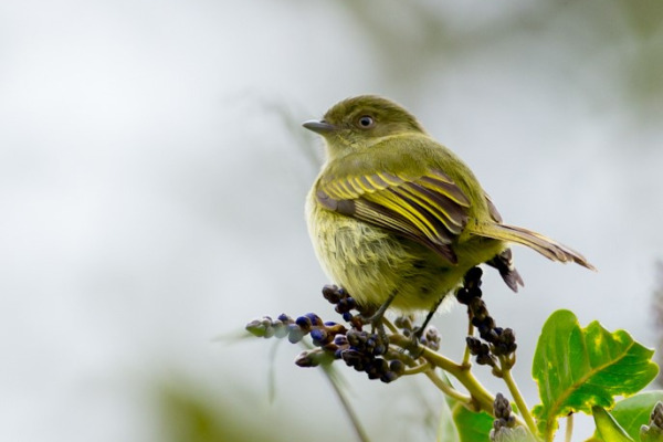 Bolivian Tyrannulet