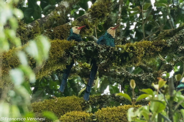 Bolle's Pheasant Hornbill