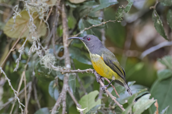 Bolton's Sunbird