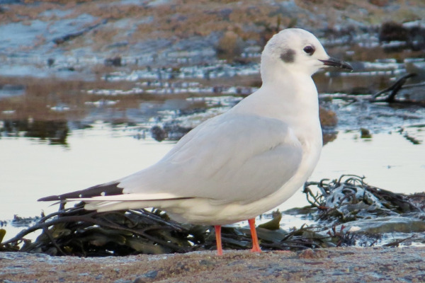 Bonaparte's Gull