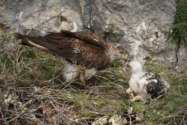 Bonelli's Eagle