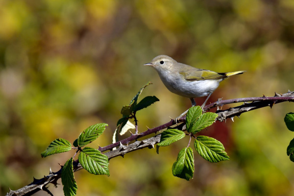 Bonelli's Warbler
