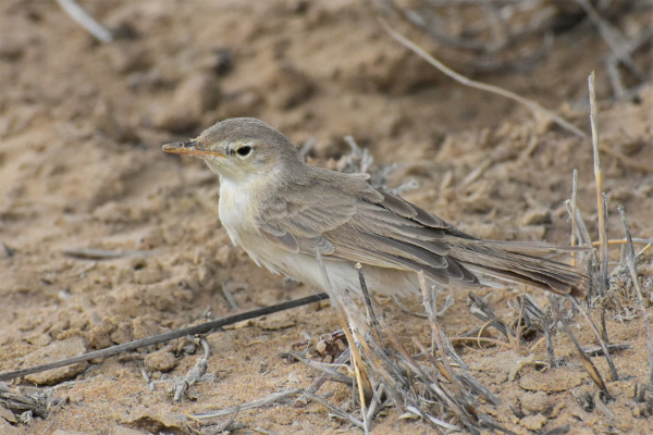 Booted Warbler