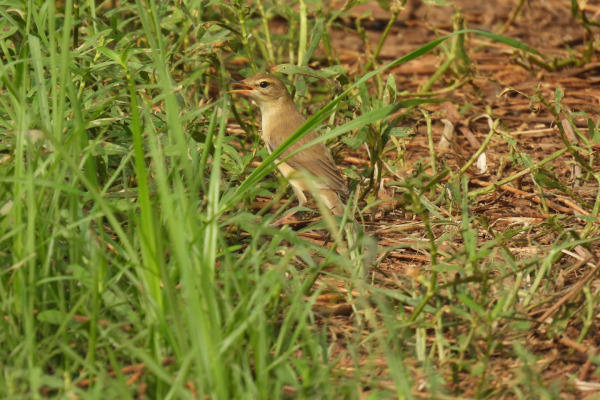 Booted Warbler