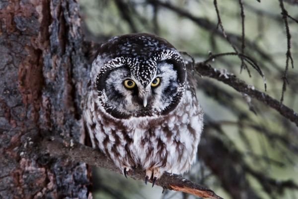 Boreal Owl