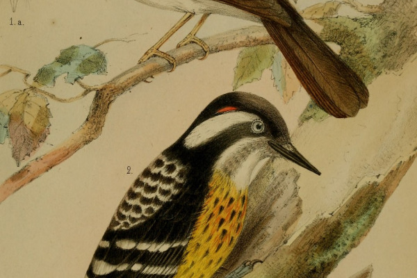 Bornean Blue Flycatcher