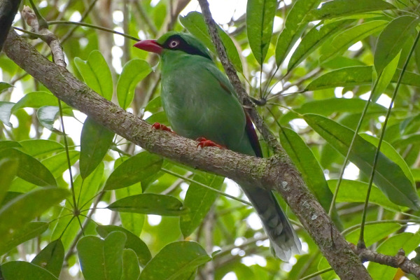 Bornean Green Magpie