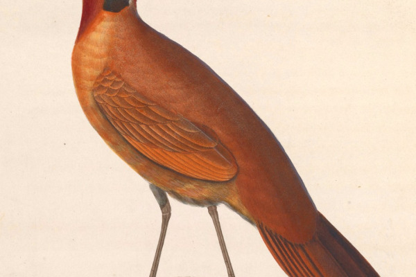 Bornean Ground Cuckoo