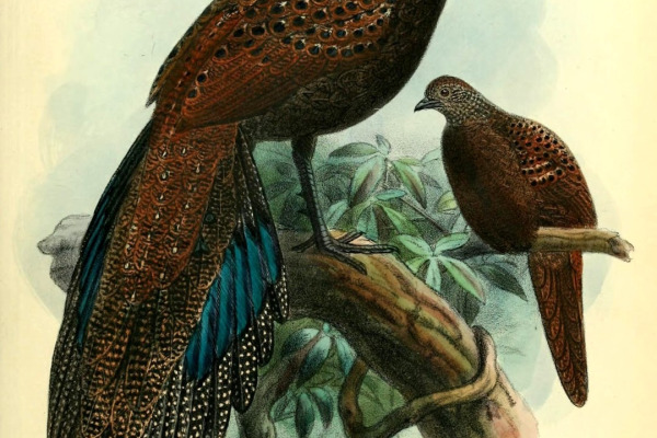 Bornean Peacock-Pheasant
