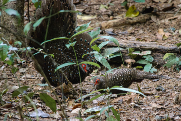 Bornean Peacock-Pheasant