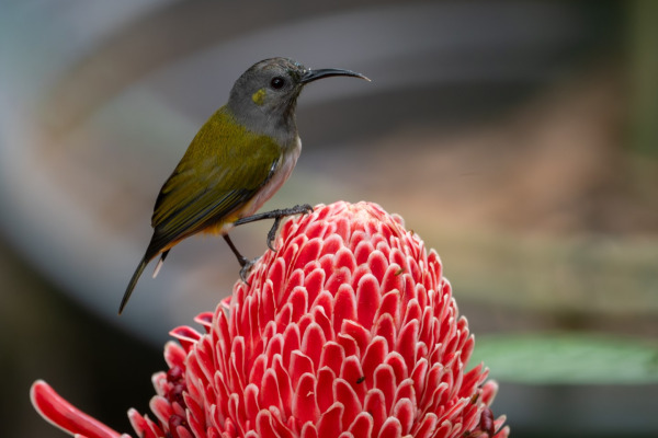 Bornean Spiderhunter