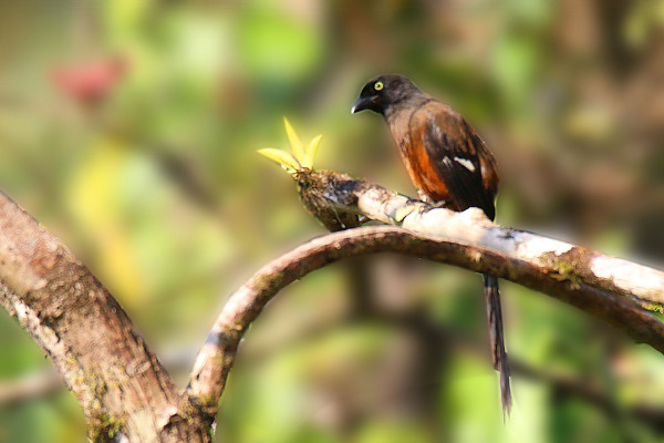 Bornean Treepie