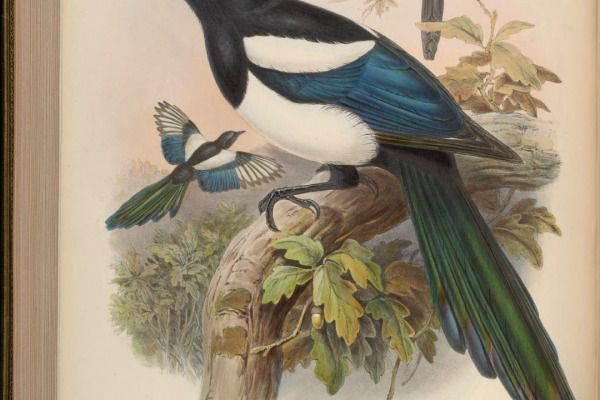 Bottan's Magpie