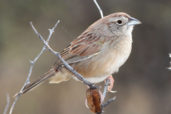 Botteri's sparrow