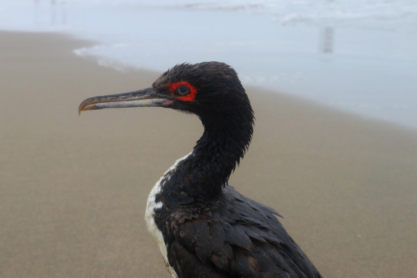 Bougainville Shag
