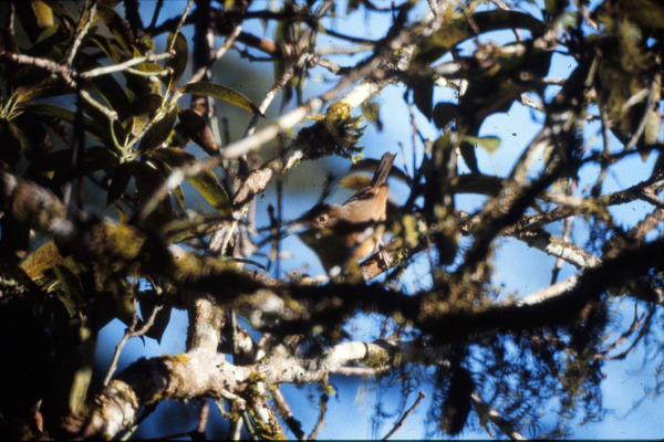 Bower's Shrikethrush
