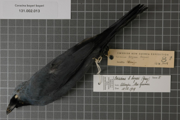 Boyer's cuckooshrike