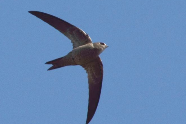 Bradfield's Swift