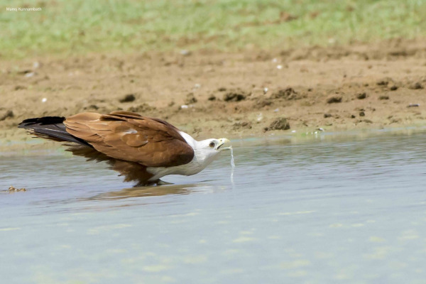 Brahminy Kite