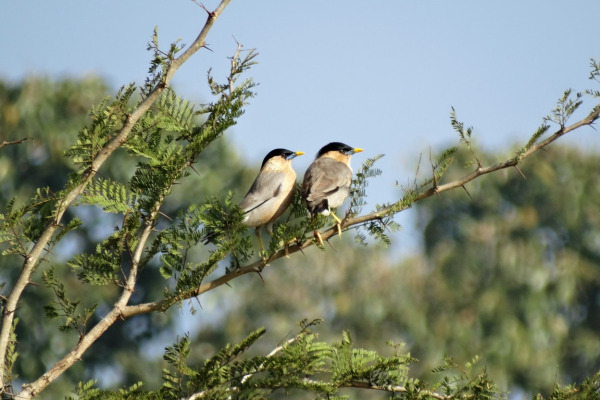 Brahminy Starling