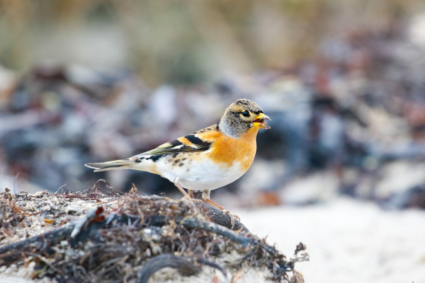 Brambling
