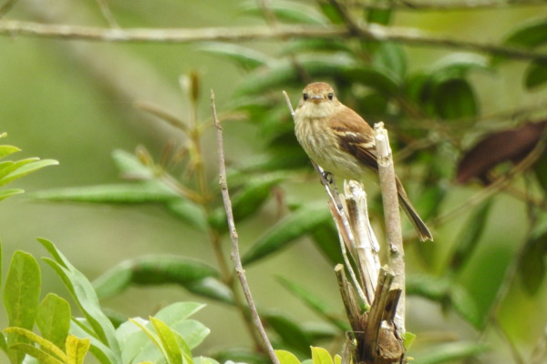 Bran-colored Flycatcher