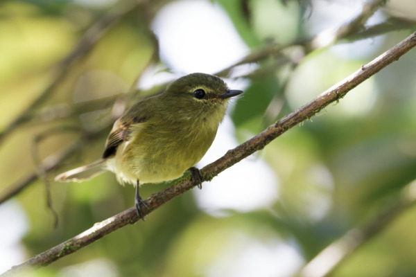 Bran-colored Flycatcher