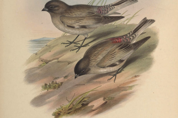 Brandt's Mountain Finch