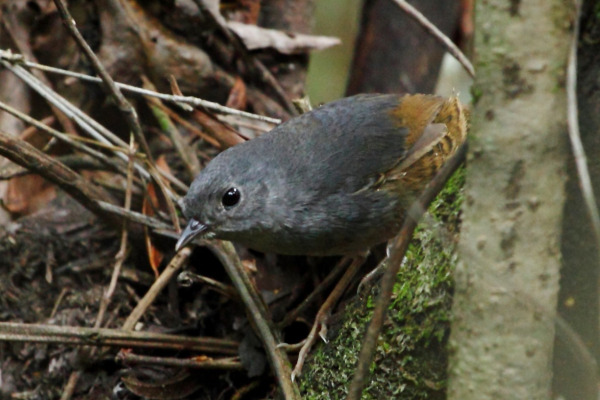 Brasília Tapaculo