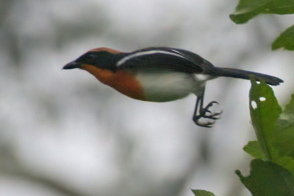 Braun's bushshrike