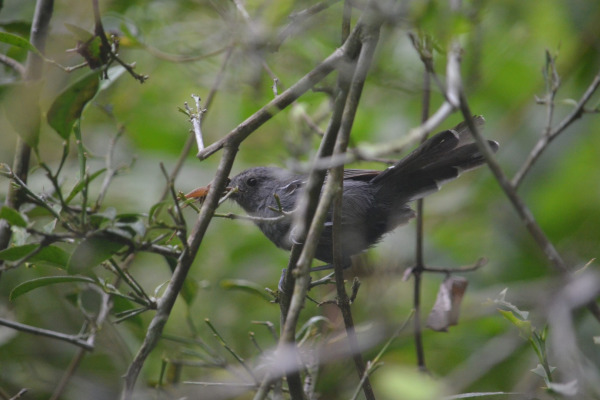 Brazilian antbird