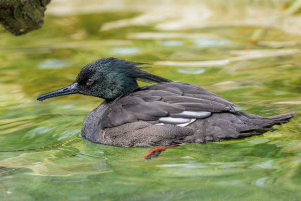Brazilian Merganser