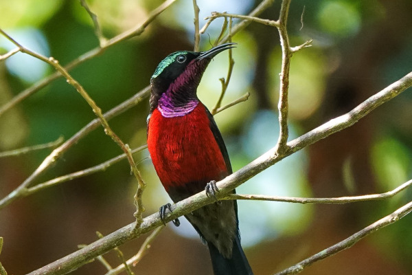 Brazilian Sunbird