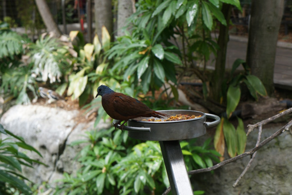 Brehm's Bronze-Cuckoo