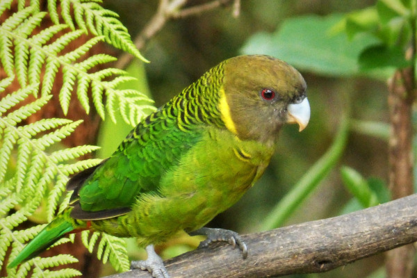 Brehm's Tiger Parrot