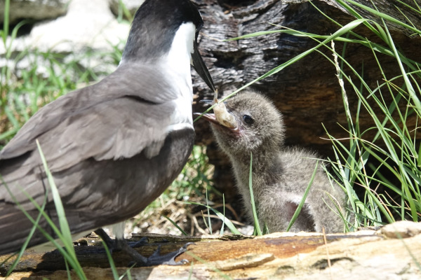 Bridled Tern